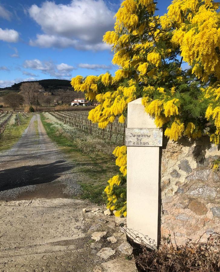Domaine De Peilhan Roujan Esterno foto