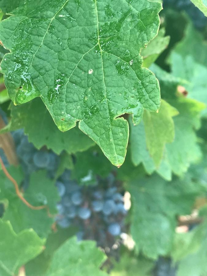 Domaine De Peilhan Roujan Esterno foto